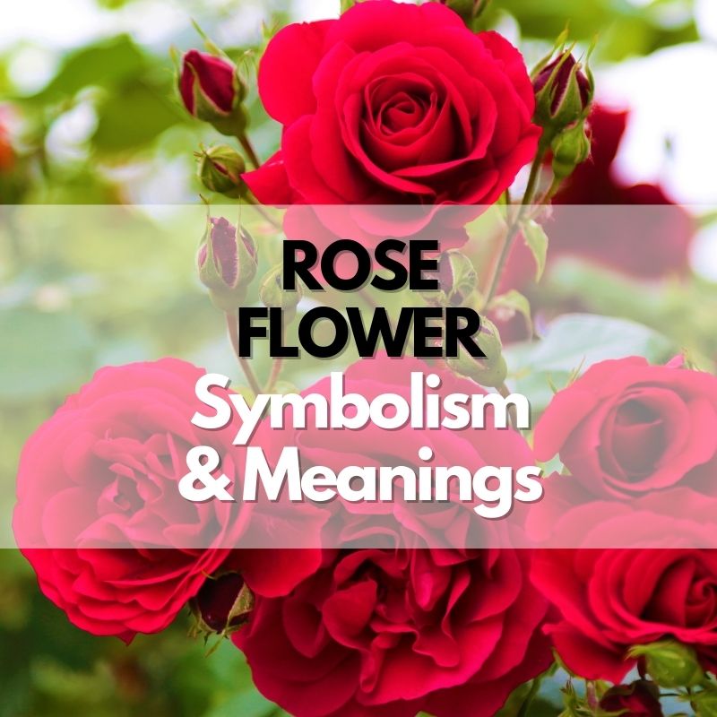 rose flower symbolism meanings history