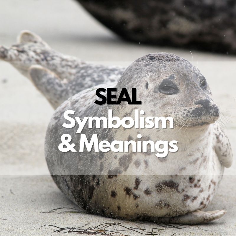 seal symbolism meaning and history