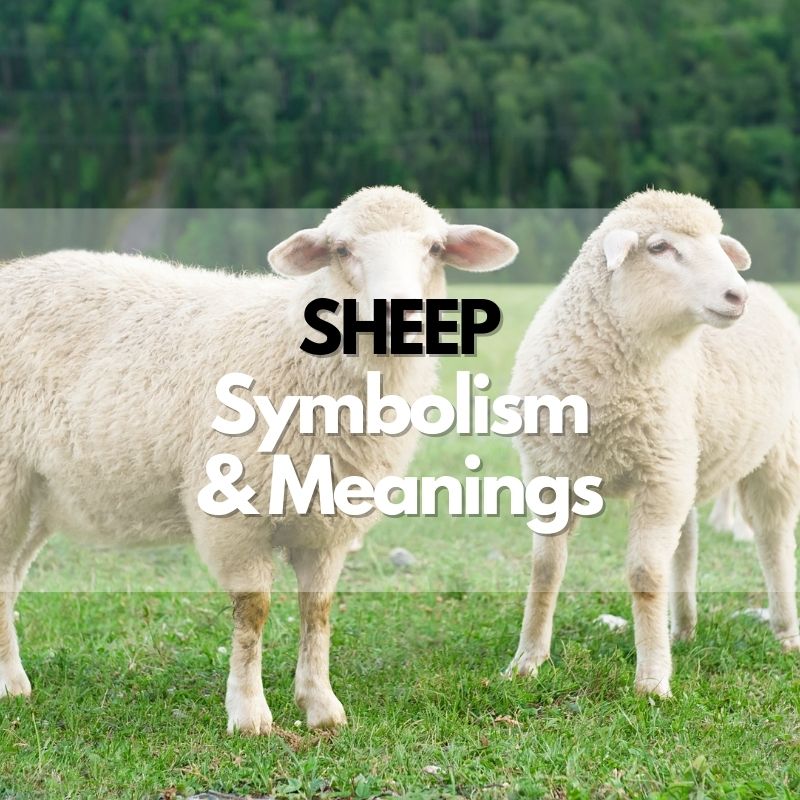 sheep symbolism meaning and history