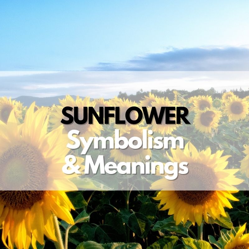 sunflower symbolism meanings history