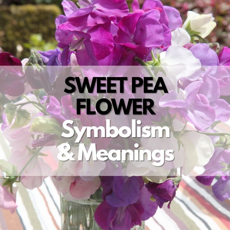 sweet pea flower symbolism meanings