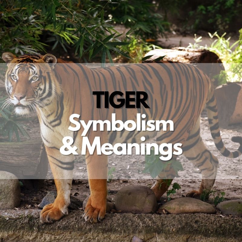tiger symbolism meaning and history