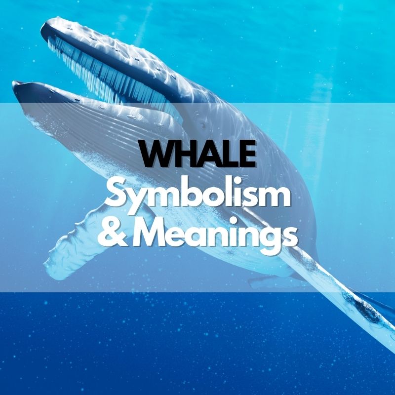 whale symbolism meaning and history