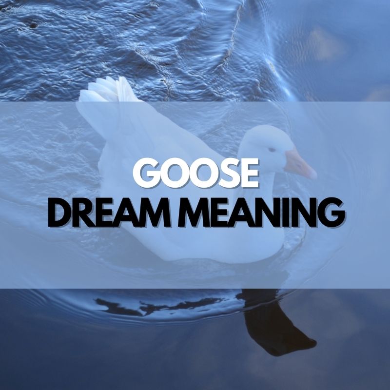 Goose dream meaning