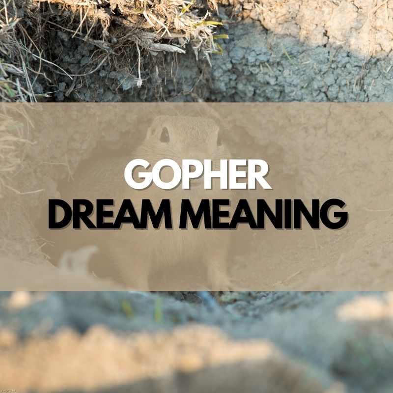 Gopher dream meaning