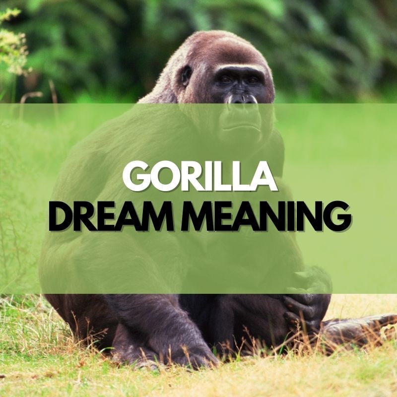 Gorilla dream meaning