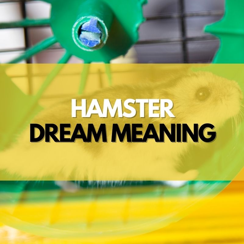 Hamster dream meaning
