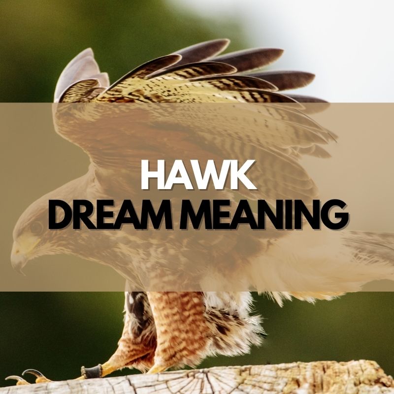 Hawk dream meaning