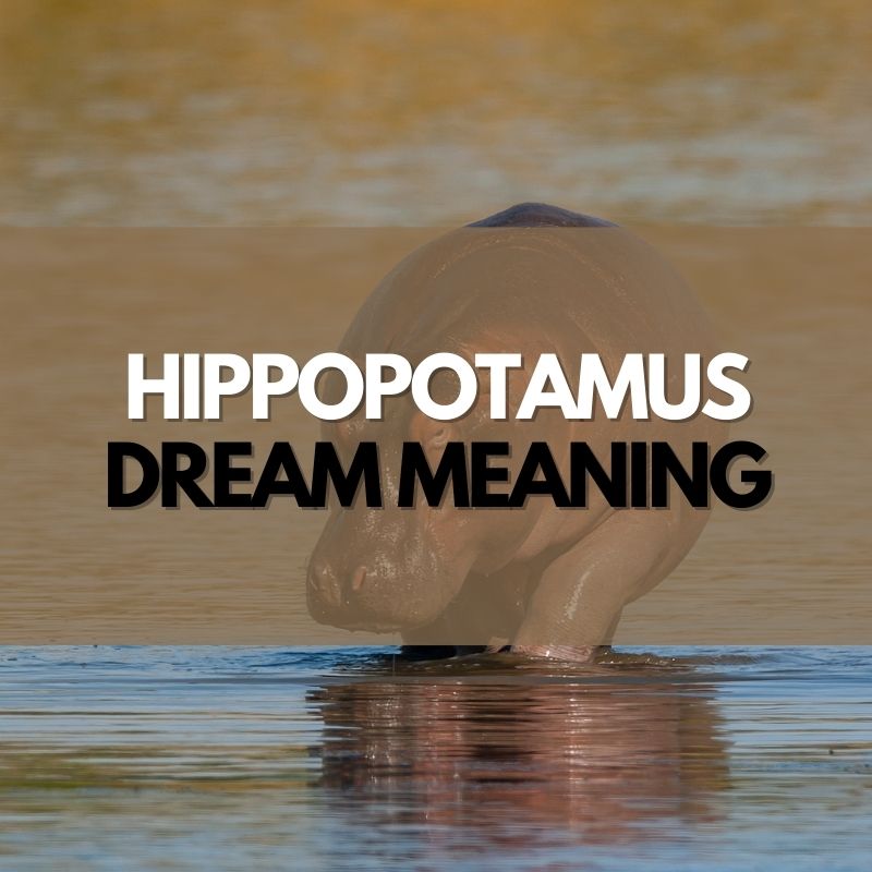 Hippopotamus dream meaning