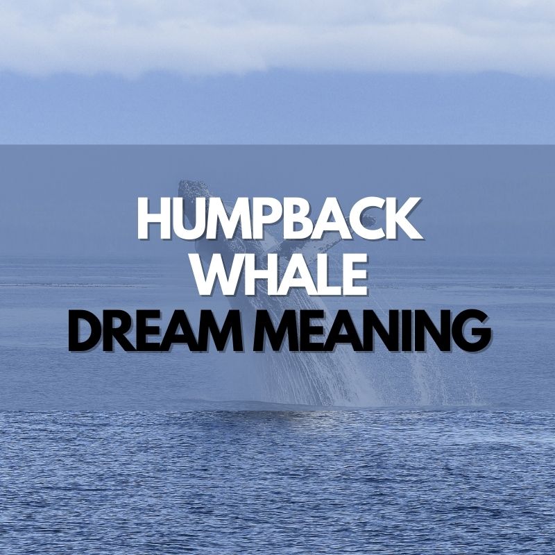 Humpback Whale dream meaning