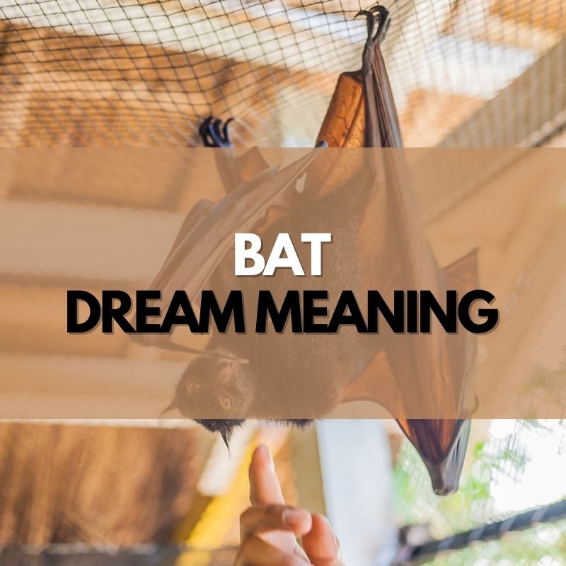bat dream meaning