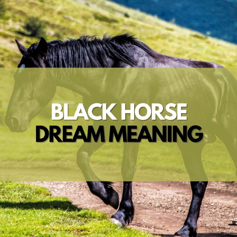 black horse dream meaning