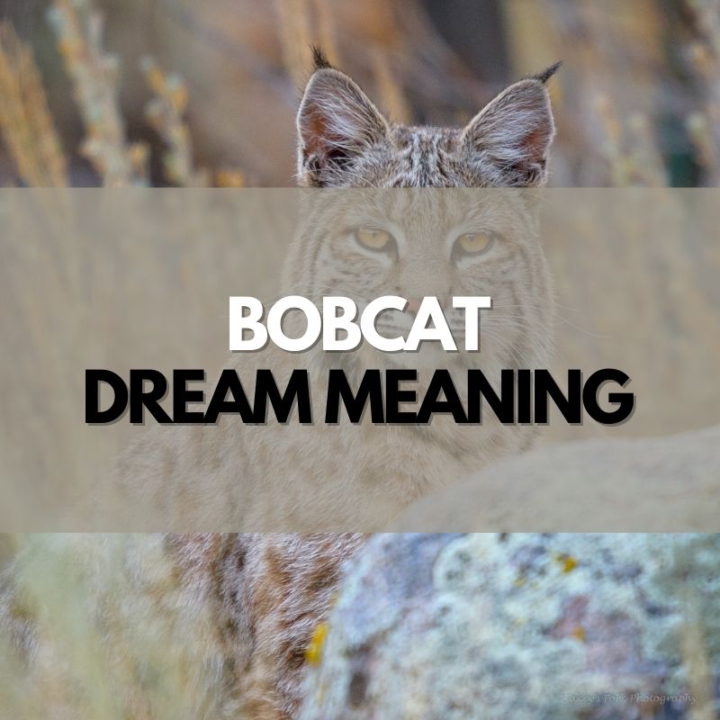bobcat dream meaning