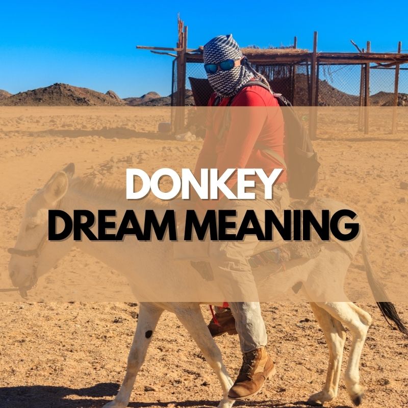 donkey dream meaning