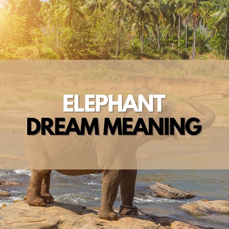 elephant dream meaning