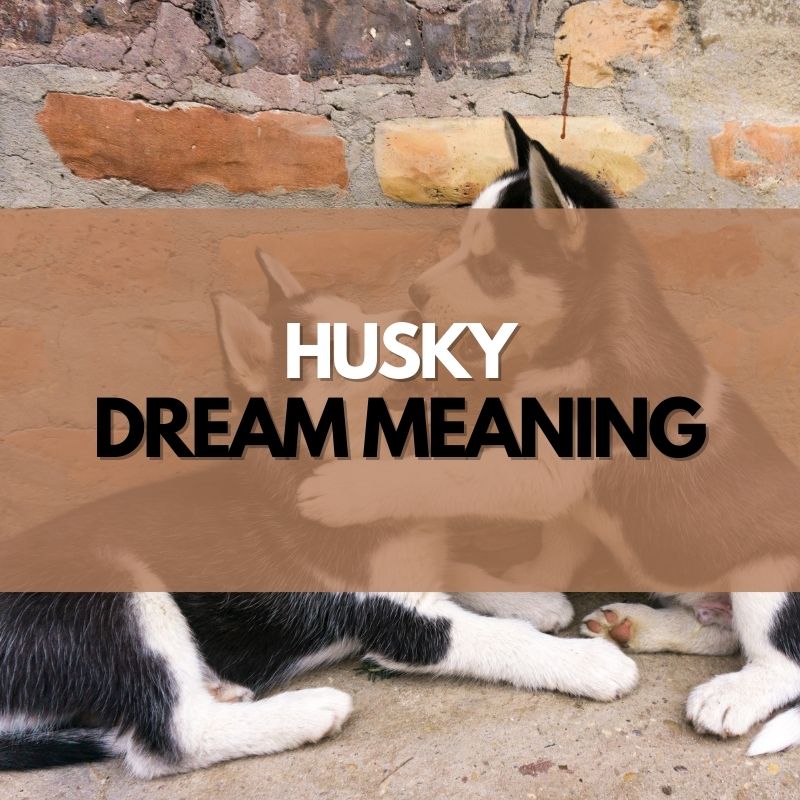 husky dream meaning