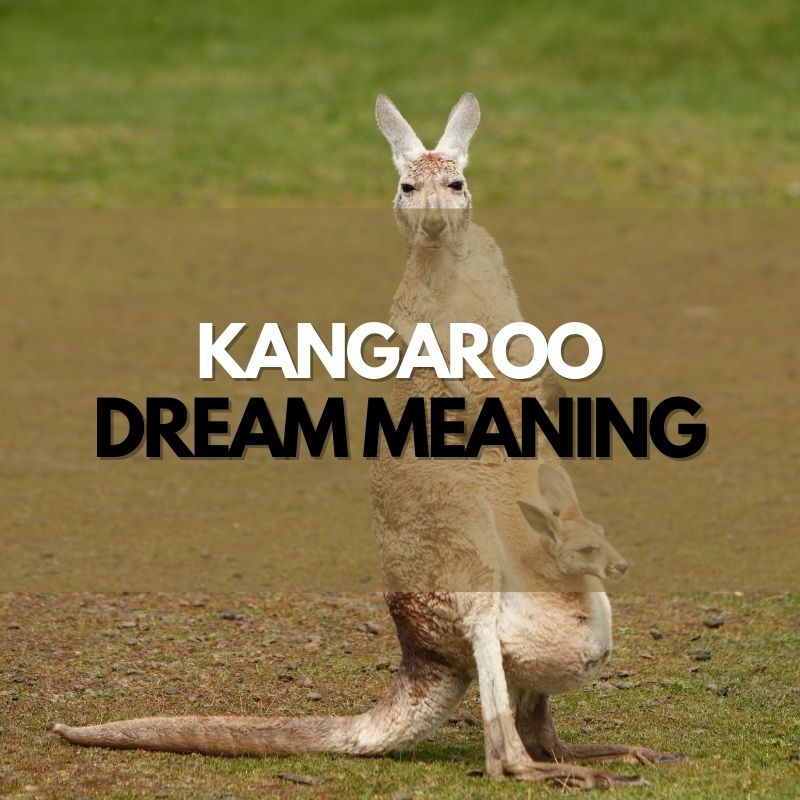 kangaroo dream meaning