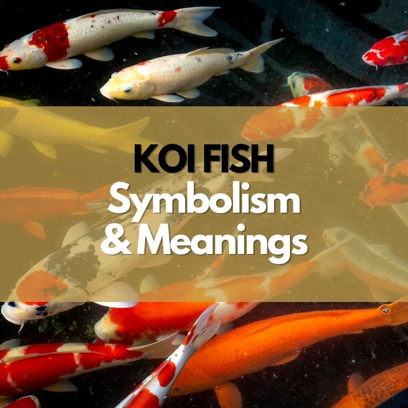 koi fish symbolism and meaning