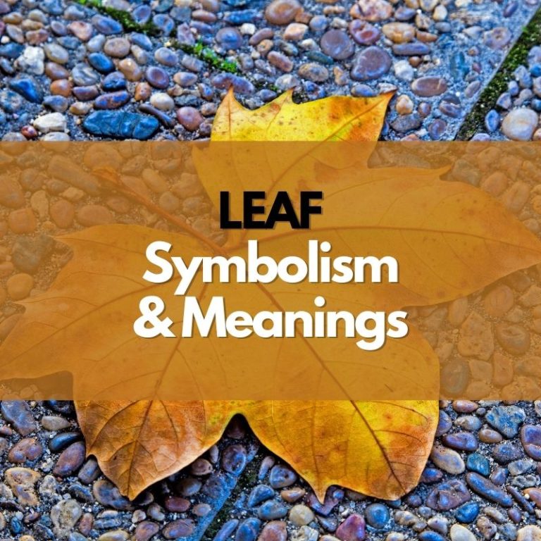 What Does a Leaf Symbolize?