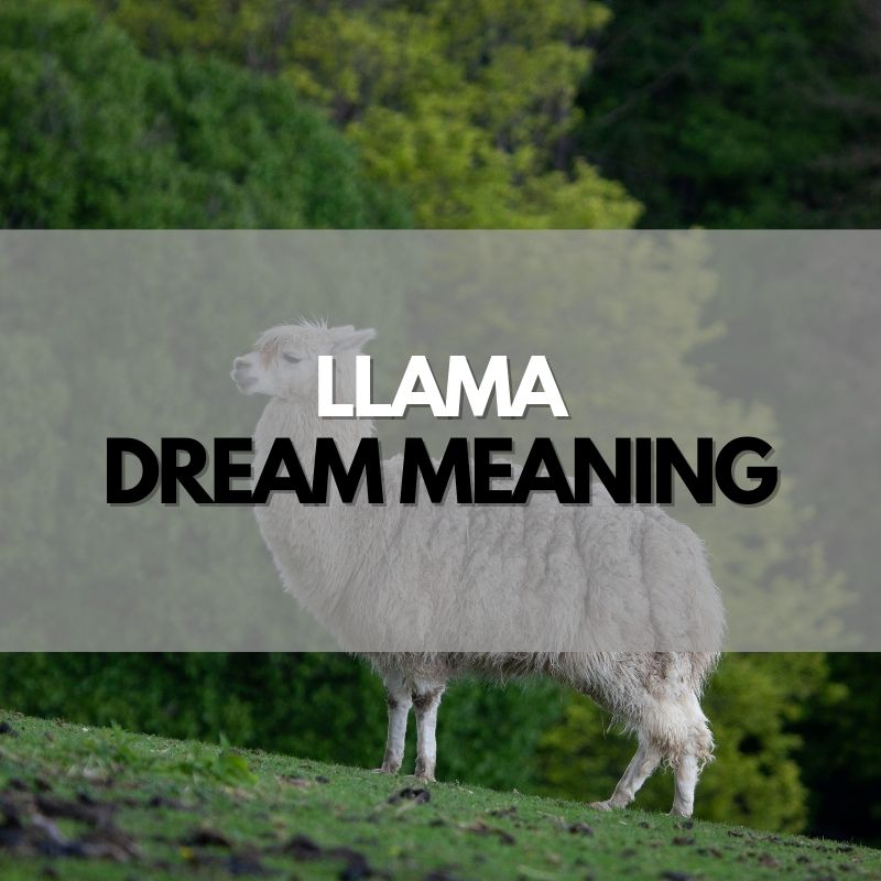 llama dream meaning