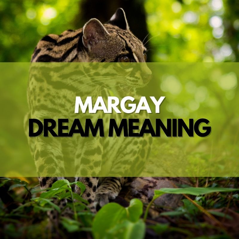 margay dream meaning
