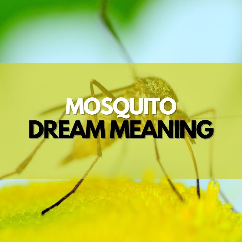 mosquito dream meaning