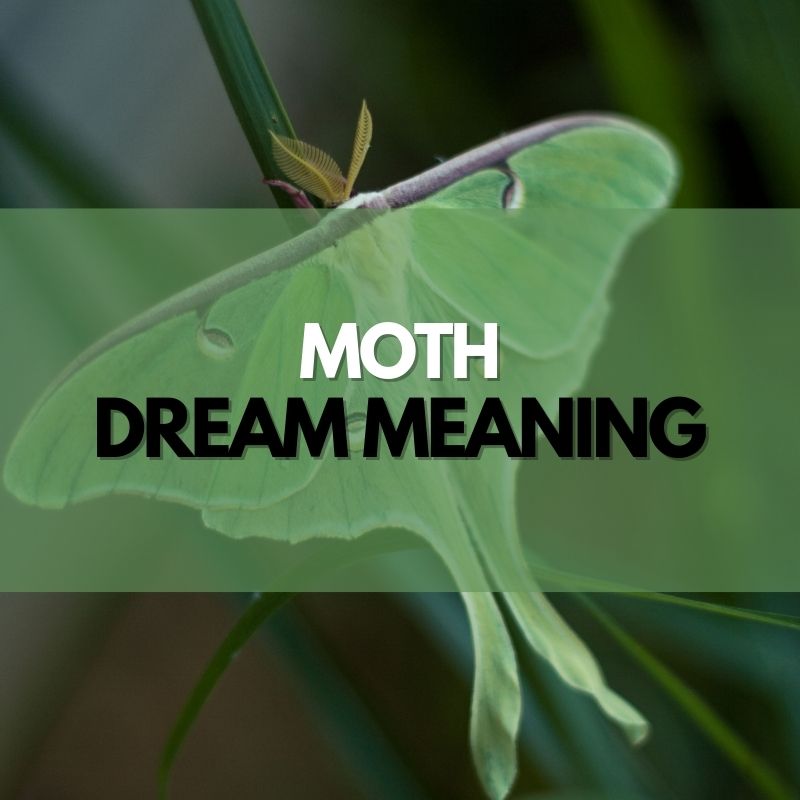moth dream meaning