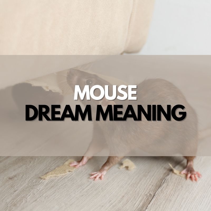 mouse dream meaning