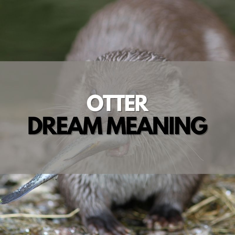 otter dream meaning