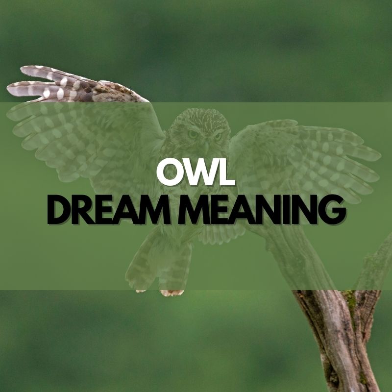 owl dream meaning