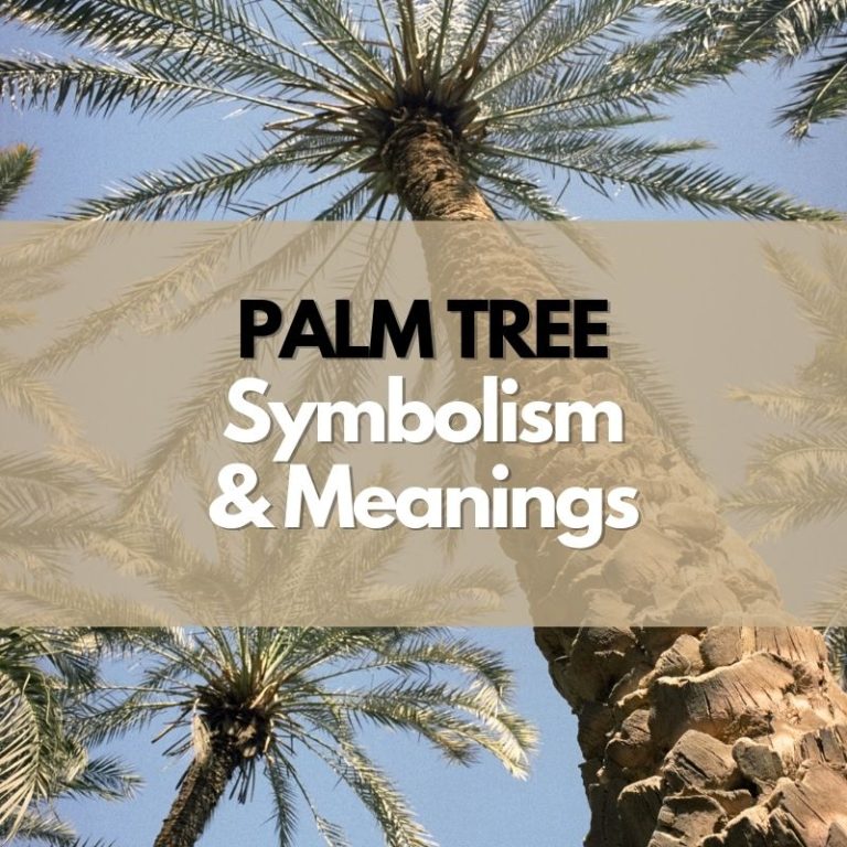 what-does-a-palm-tree-symbolize-symbol-genie