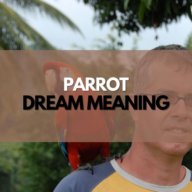 parrot dream meaning