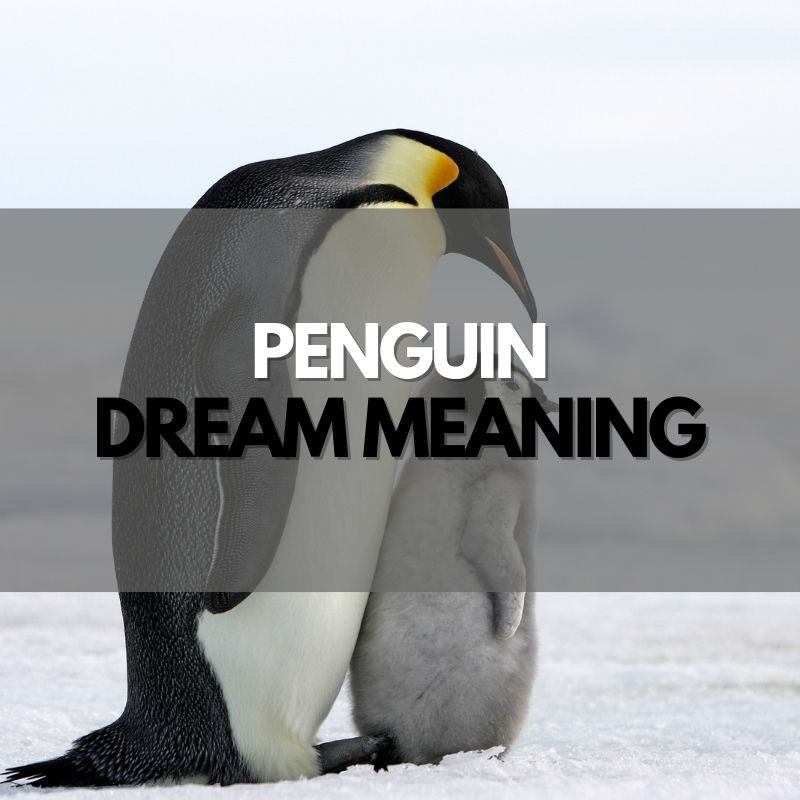 penguin dream meaning