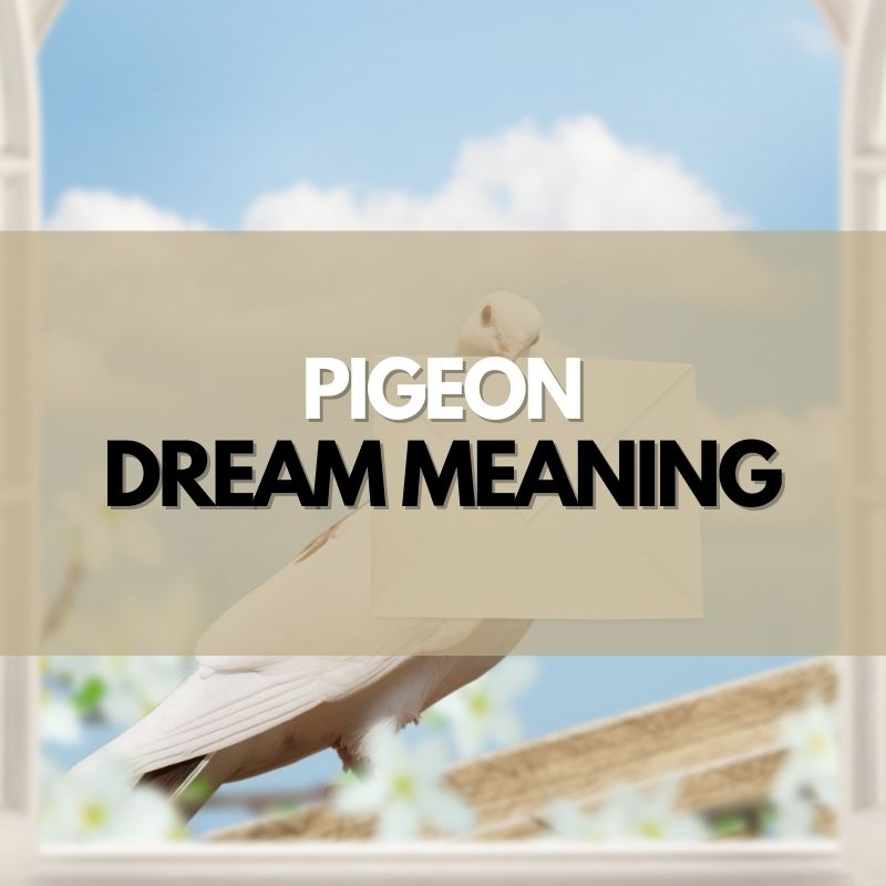 pigeon dream meaning