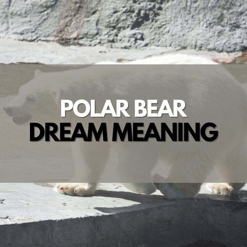polar bear dream meaning
