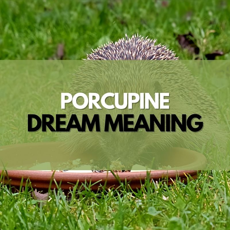 porcupine dream meaning