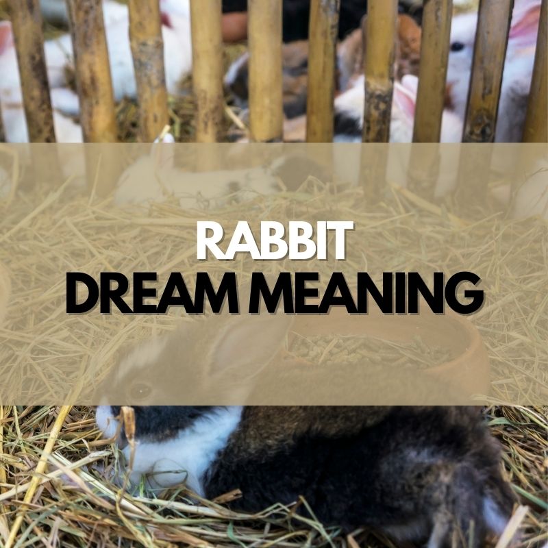 rabbit dream meaning