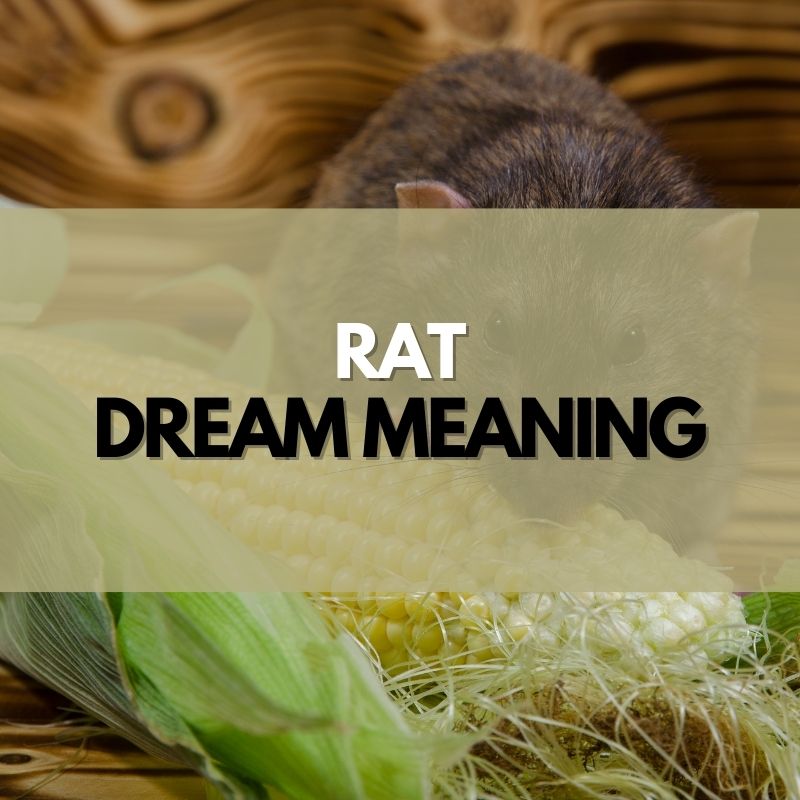 rat dream meaning