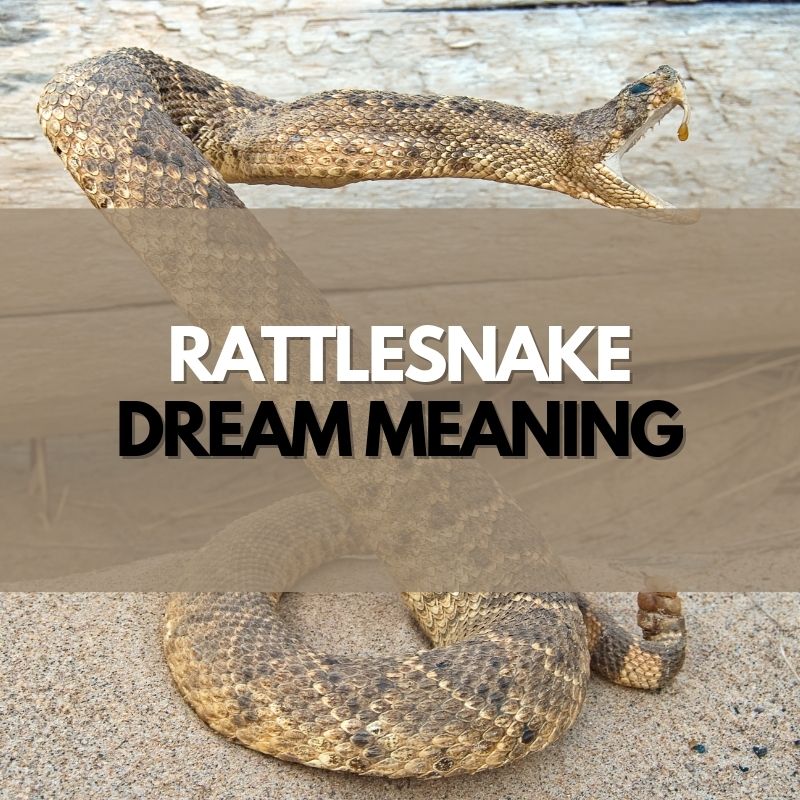 rattlesnake dream meaning