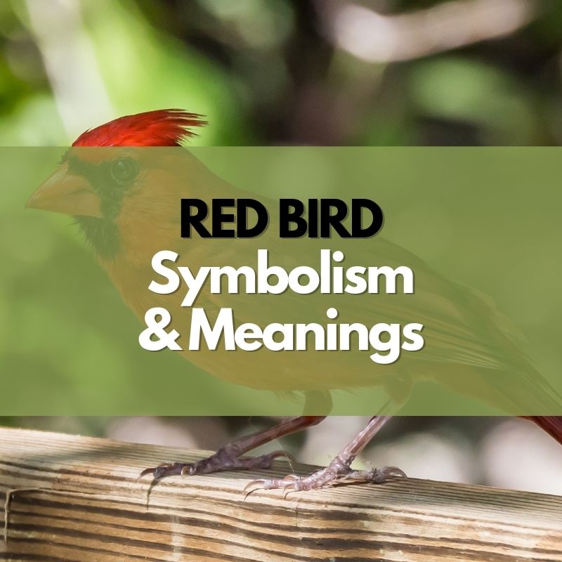 red bird symbolism and meaning
