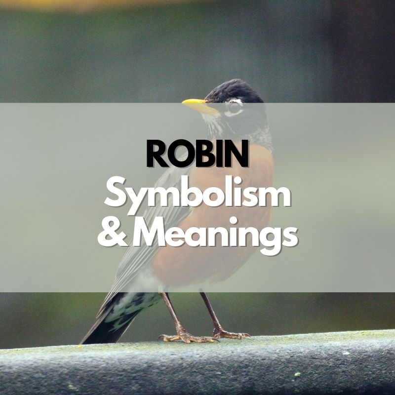 robin symbolism and meaning