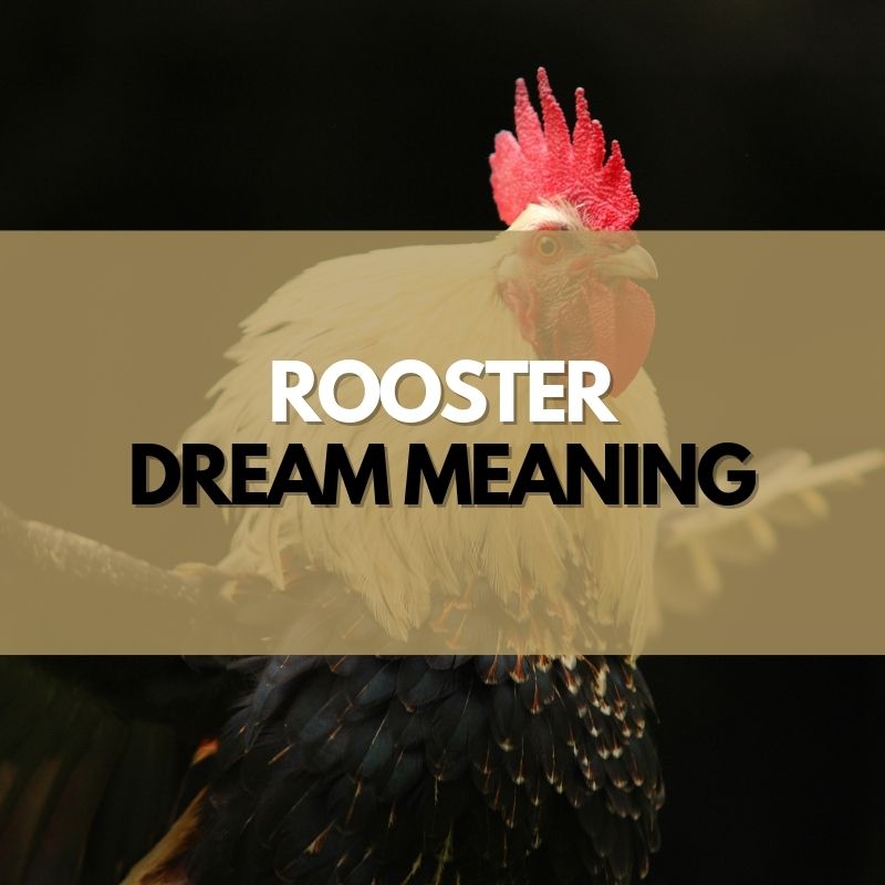rooster dream meaning
