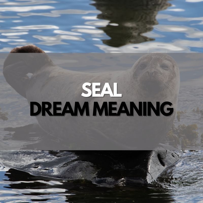 seal dream meaning