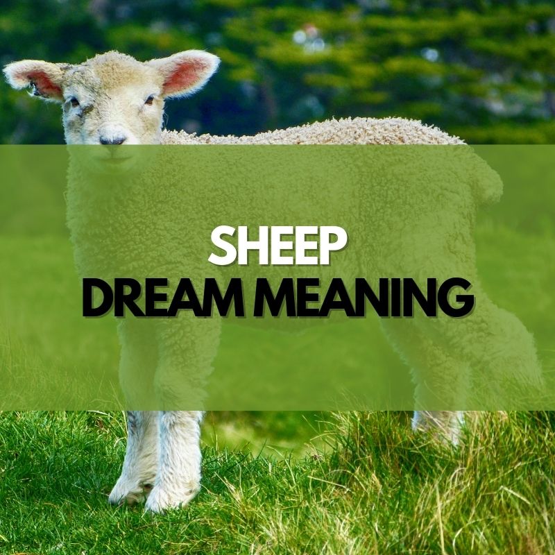 sheep dream meaning