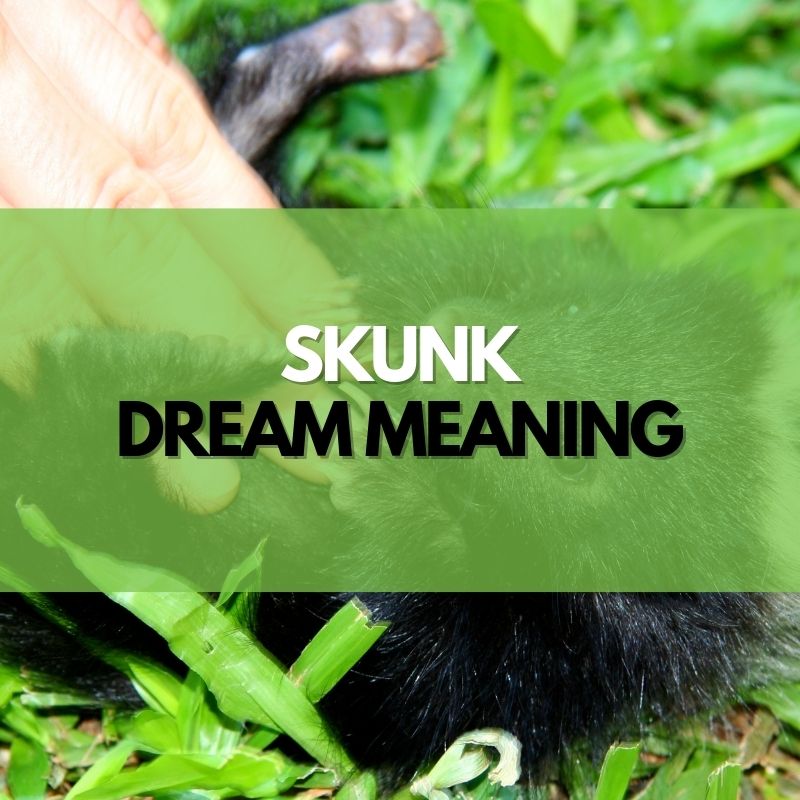 skunk dream meaning
