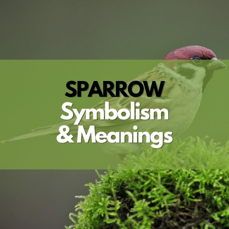 sparrow symbolism and meaning