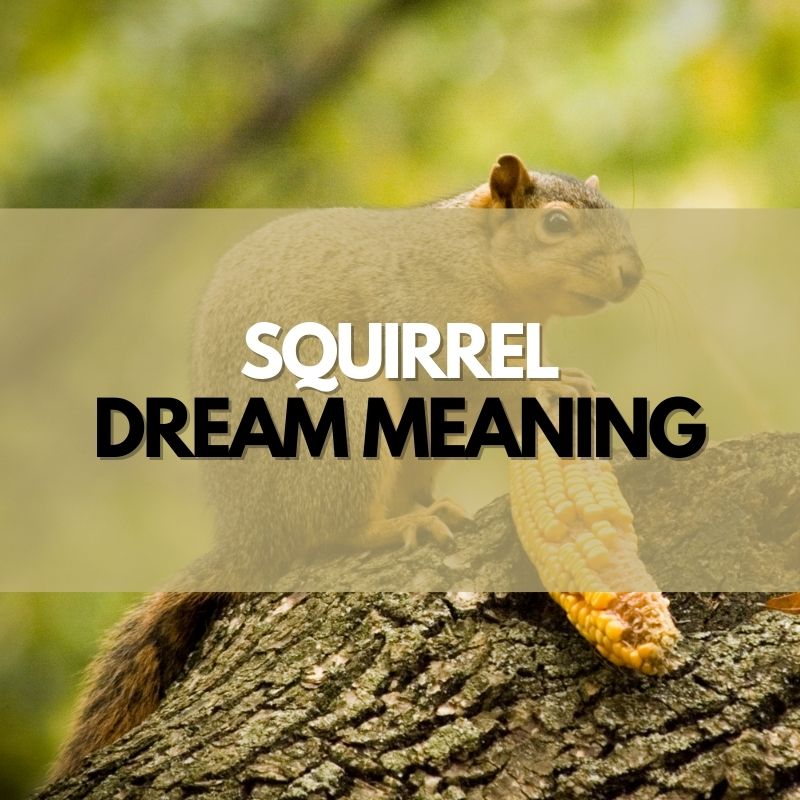 squirrel dream meaning