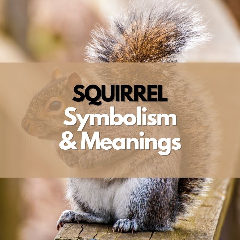 squirrel symbolism and meaning