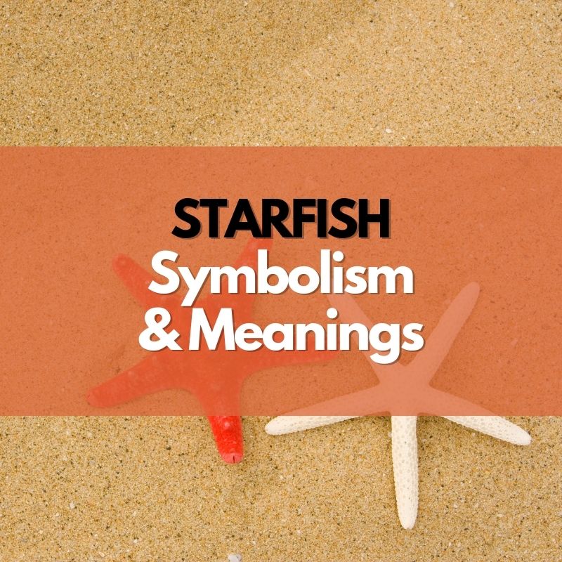 starfish symbolism and meaning