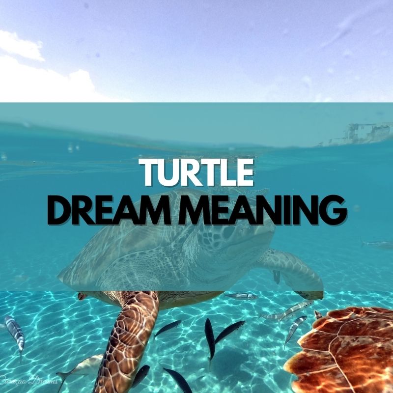 turtle dream meaning